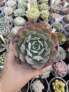 E. hb raindrops ref 06