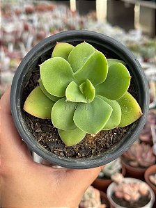 Echeveria big green