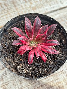 Aeonium black magic