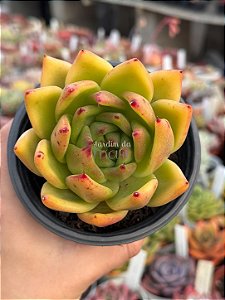 Echeveria agavoides híbrida