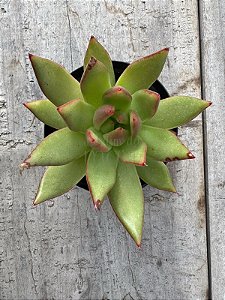 E. Agavoides  red gilva