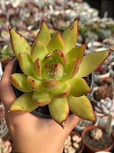 Echeveria agavoides red gilva