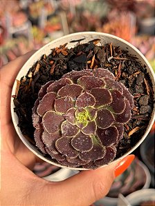 Aeonium ecstasy reverso