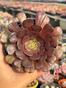 Aeonium ecstasy reverso