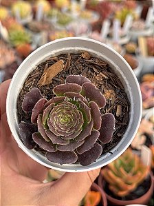 Aeonium ecstasy reverso
