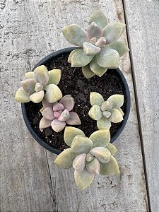 Graptopetalum victor kane (mix)