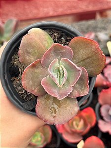 Echeveria midori monstruosa