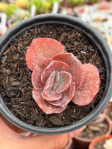 Echeveria midori monstruosa