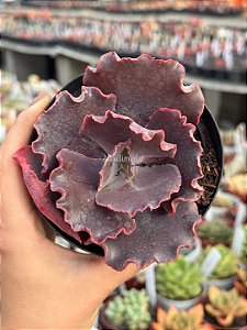 Echeveria pluto (importada)