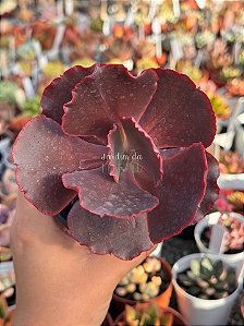 Echeveria pluto (importada)