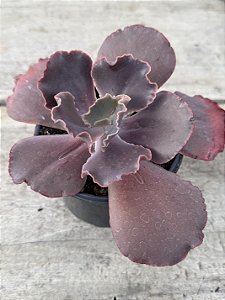 Echeveria pluto (corte sem raiz)