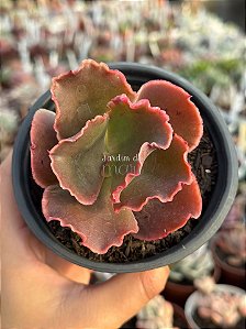 Echeveria oxford