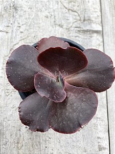 Echeveria night sky