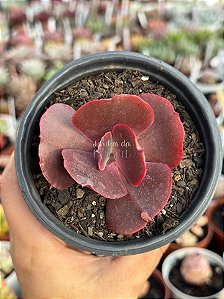 Echeveria night sky (sem raiz)