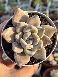 Echeveria beverley