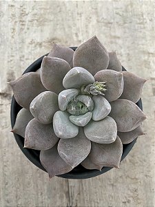 Echeveria beverley