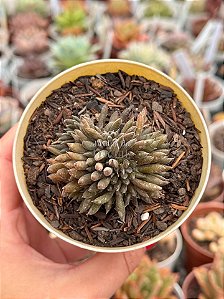 Sinocrassula yunnanensis