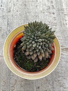 Sinocrassula yunnanensis