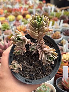 Aeollanthus parvifolius