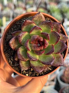 Echeveria black queen
