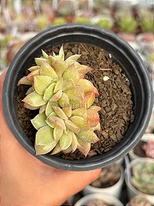 Echeveria white snow variegata
