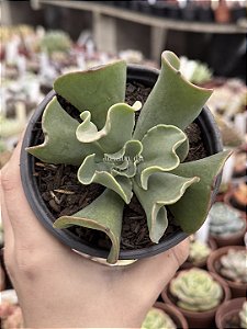 Echeveria hephaestus (Sem raiz)
