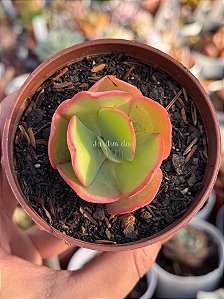 Echeveria hephaestus