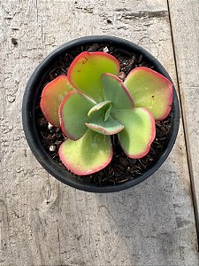 Echeveria hephaestus