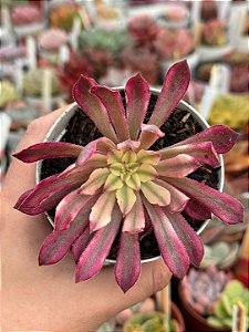 Aeonium in painting ecstasy variegara (sem raiz)