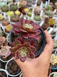 Aeonium in painting (ecstasy variegata)