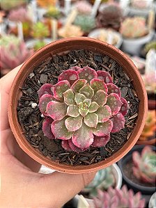 Aeonium in painting (ecstasy variegata) (sem raiz)