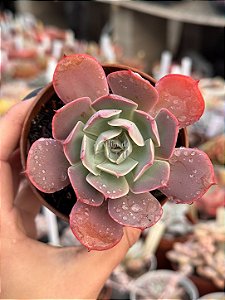 Echeveria hb raindrops (1 cabeça)