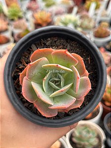 Echeveria hb raindrops