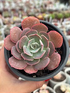 Echeveria hb raindrops