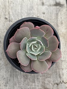 Echeveria hb raindrops