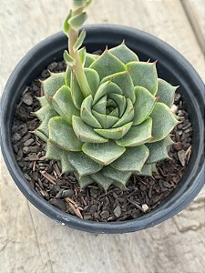 Echeveria fabiola