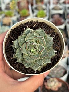 Echeveria fabiola