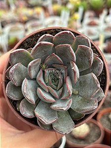 Echeveria dark ice