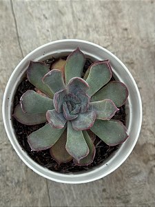 Echeveria dark ice