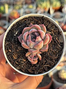 Echeveria dark ice