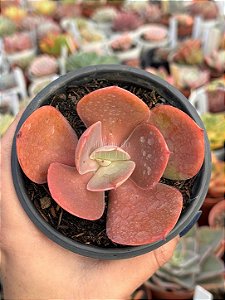 Echeveria mandala perfect (sem raiz)