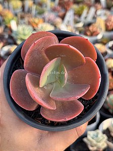 Echeveria mandala perfect (sem raiz)