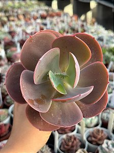 Echeveria mandala perfect