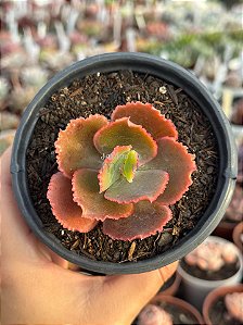 Echeveria bonn