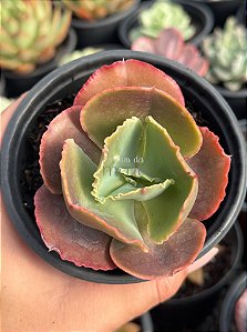 Echeveria party dress