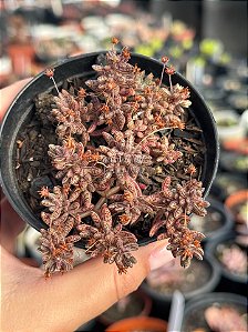 Crassula Humbertii
