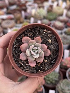 Echeveria subcorimbosa lau 26