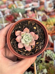 Echeveria subcorimbosa lau 26