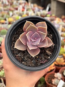 Echeveria perle von nurnberg