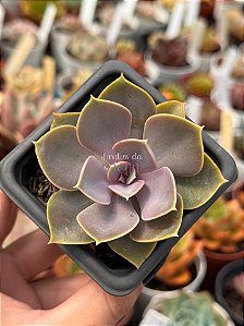 Echeveria perle von nurnberg
